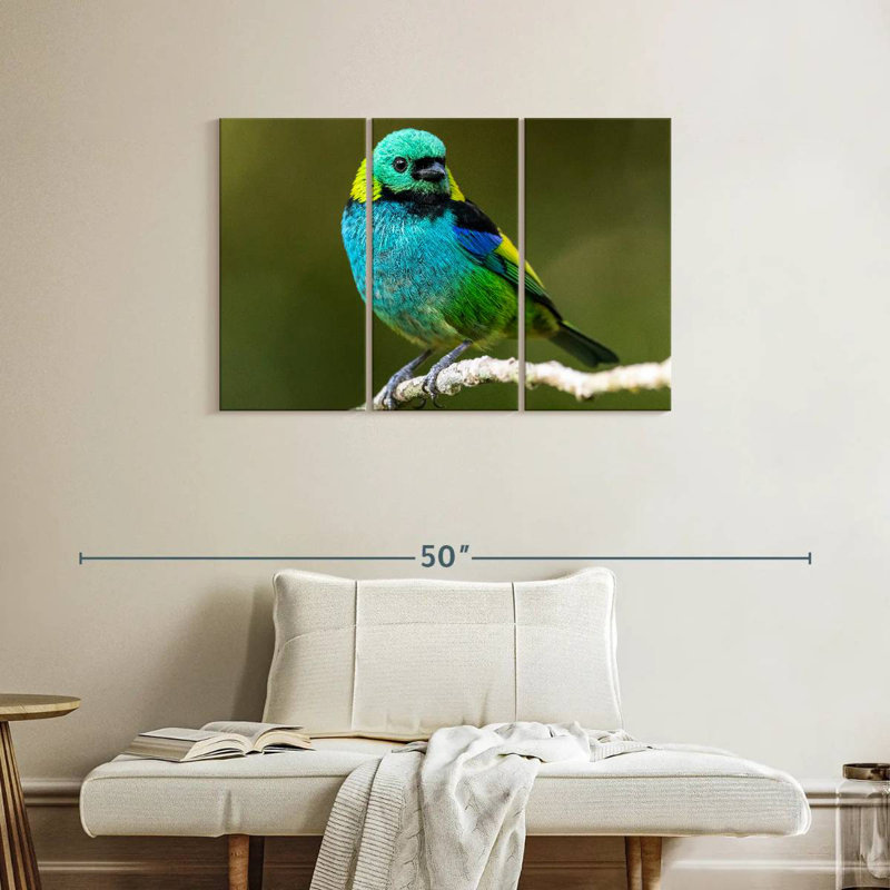 Brampt Green Headed Tanager, 24" H x 38" W