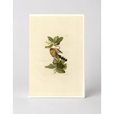 «Mangrove Cuckoo» (planche 169) - Art mural sur toile