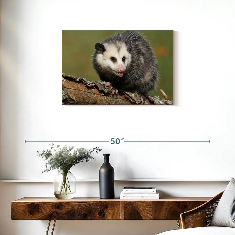 Brampt Angry Opossum, 20" H x 30" W