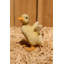 Ensemble de statue 2 pièces duckling