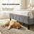 Velvet Upholstered Bed with Wingback Headboard-195891505-195891496