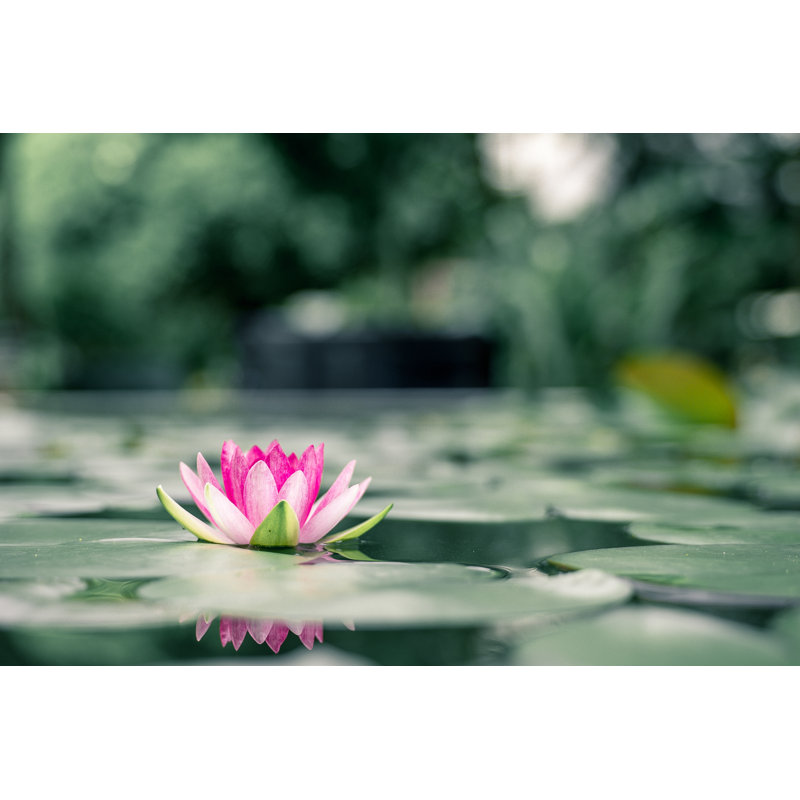 Beautiful Lotus Flower On The Water After Rain In Garden by Nattanan_Zia - Wrapped Canvas Print, 20.32cm H x 30.48cm W