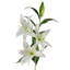 100cm White Lily Stem-89222331