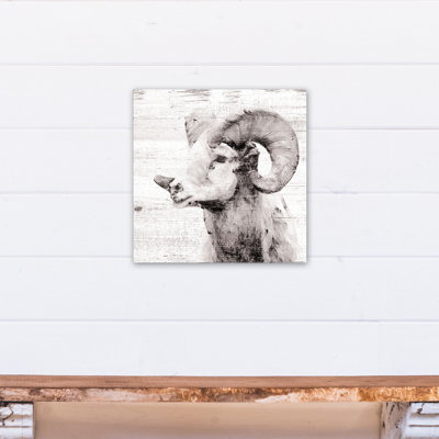 " White Ram "