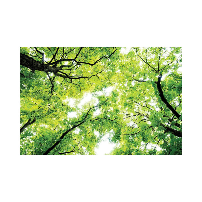 Landscape With Low Angle View Of Green Trees In Forest by Panoramic Images - Print on Canvas, Wrapped Canvas