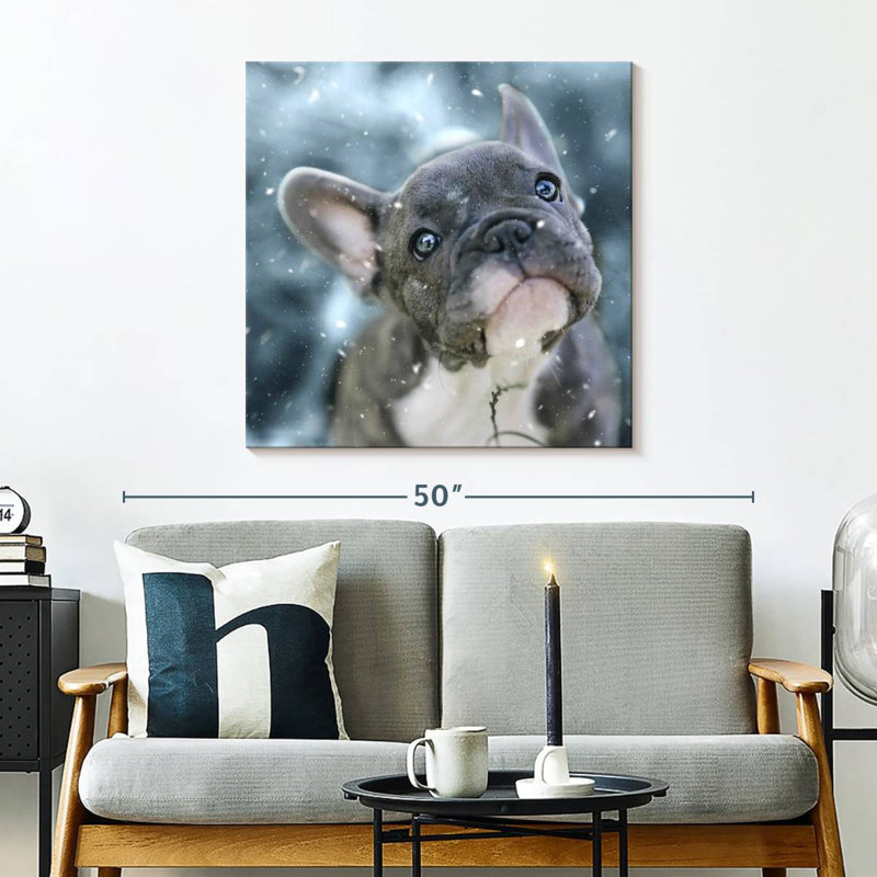 Chiot bouledogue français Brampt