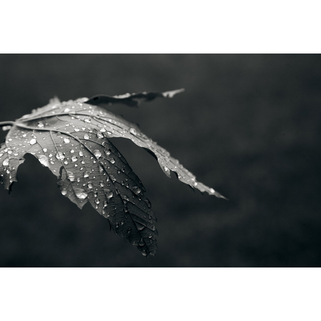 Blatt und Wassertropfen von Casarsa - Druck