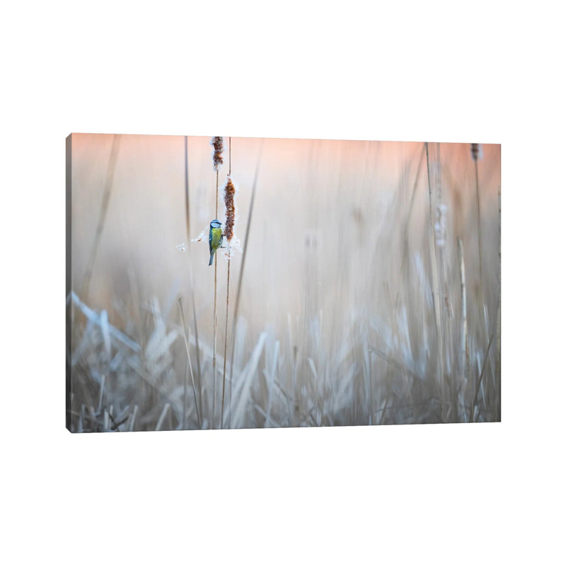Blue Tit I by Mateusz Piesiak - Wrapped Canvas Print, 20.32cm H x 30.48cm W x 1.905cm D