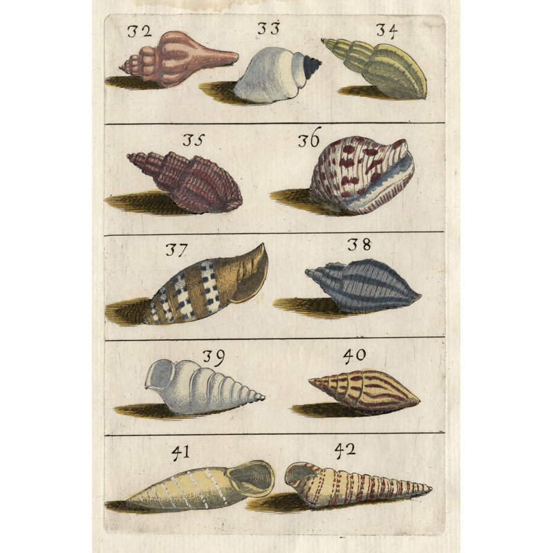 Shell Collection V - Wrapped Canvas Painting, 30cm H x 20cm W