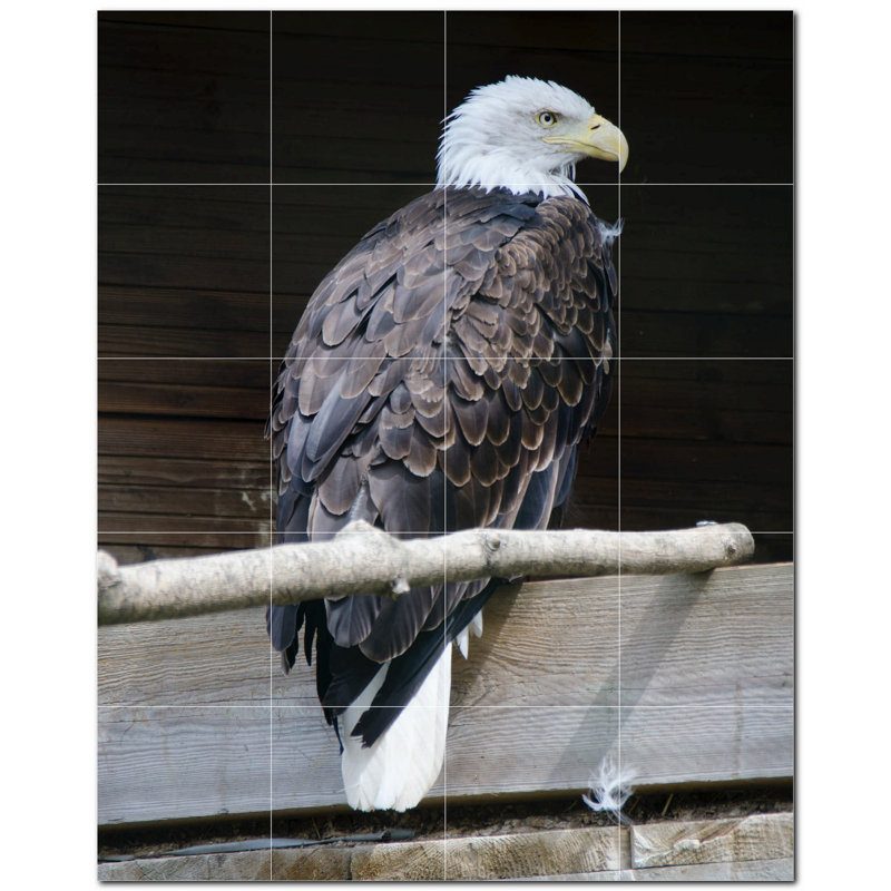Photo d'oiseau 8 x 8