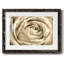 Fleur murale neutre IV-109224461-109224455