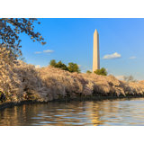 Washington Monument Above Cherry Blossoms Print by Steven Heap