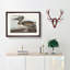 A Brown Pelican by John Audubon - Single Picture Frame Painting-55457816-55457819