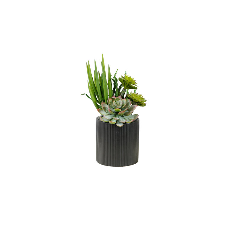 Succulents Arrangement in Ribbed Black Ceramic Planter