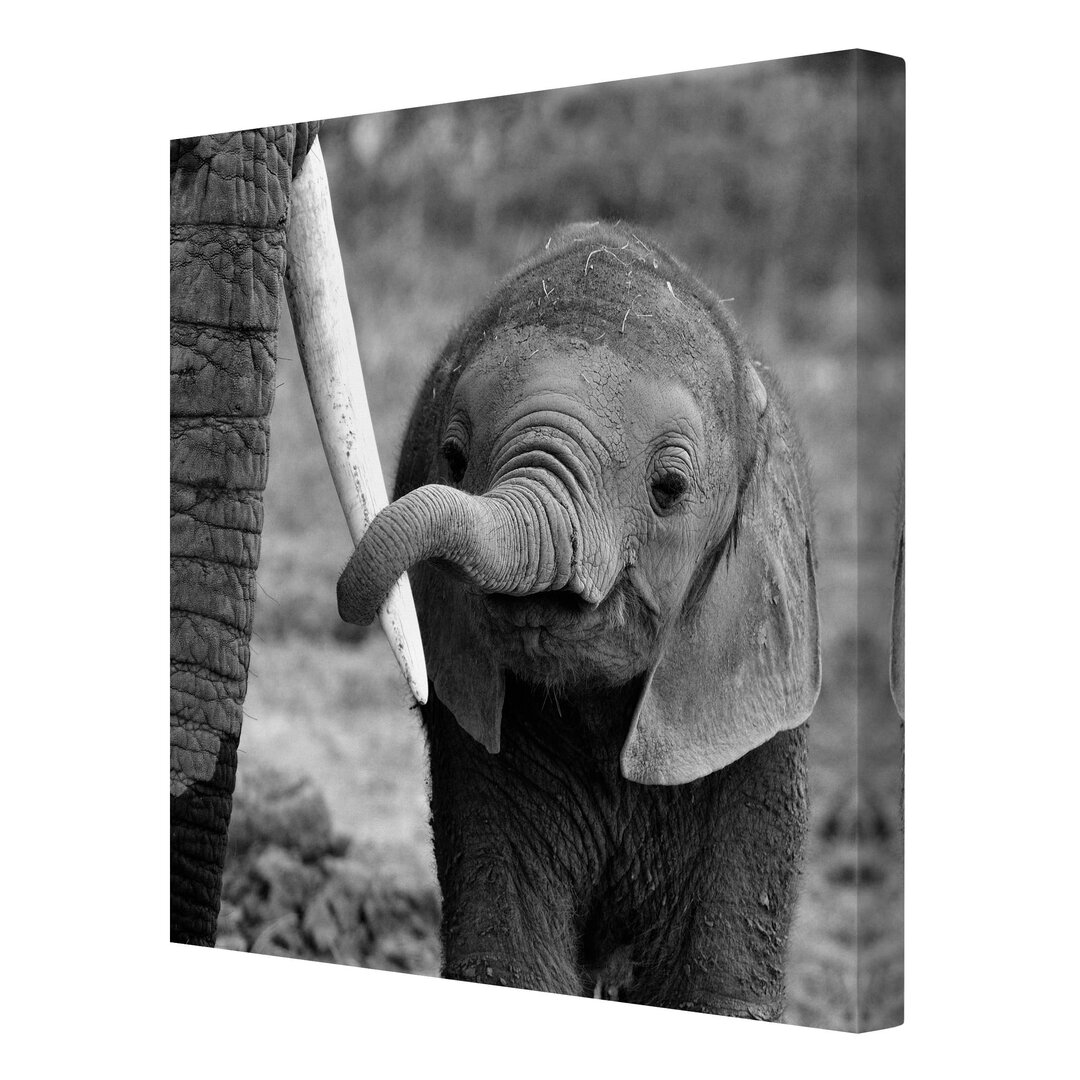 Leinwandbild Elephant Baby