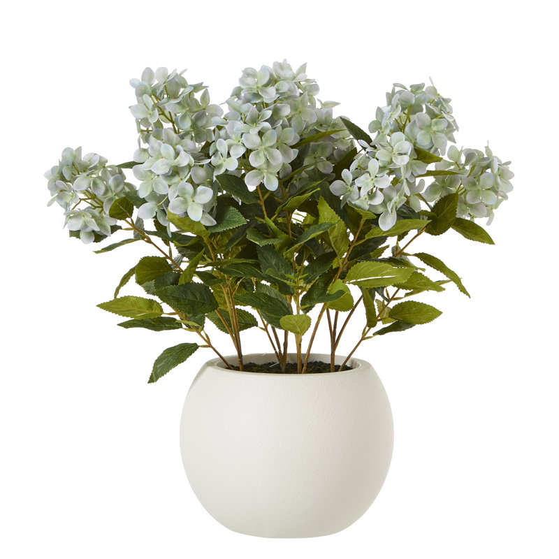 Medium Hydrangea Plant In Pot, White