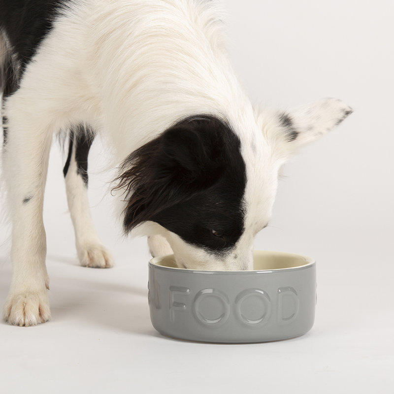 Pet Bowl
