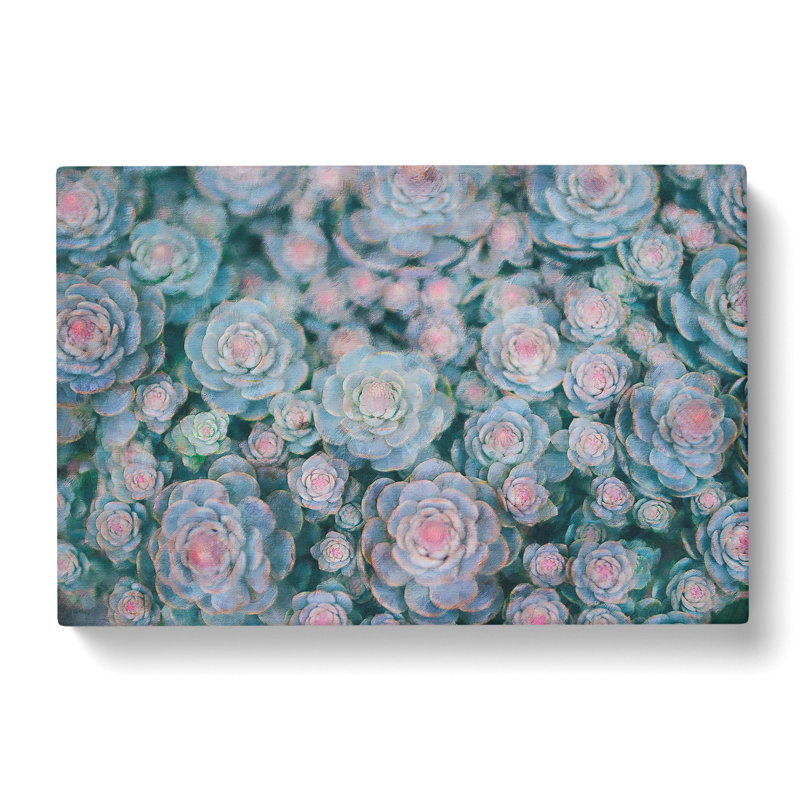 Succulent Plants Abstract - Wrapped Canvas Painting, 50cm H x 76cm W x 3cm D