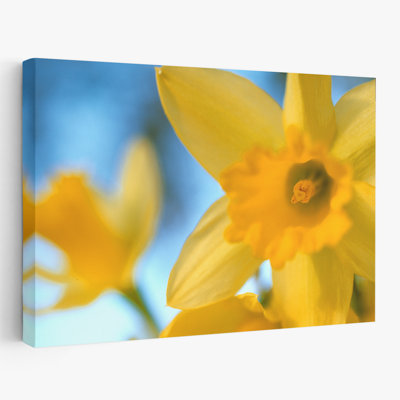 Plantes, fleurs, jonquilles, art mural
