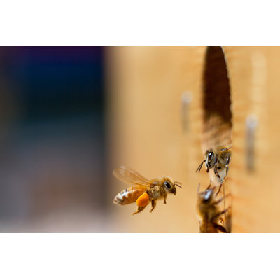 Honeybee Greeting - Wrapped Canvas Print