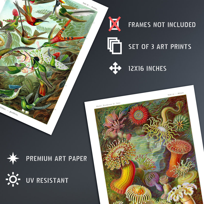Hummingbirds And Sea Anemones Haeckel Vintage Illustrations - 3 Piece No Frame Print Set, 40.5cm H x 30.5cm W x 0.3cm D