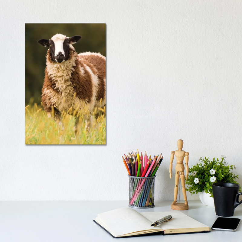 Dorset Sheep In A Pasture, Galena, Illinois, USA by Janet Horton - Wrapped Canvas Print, 30.48cm H x 20.32cm W x 1.905cm D