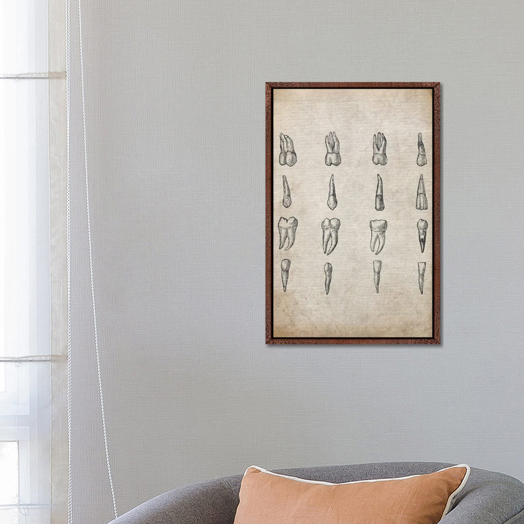 Vintage Teeth Medical Print von FisherCraft - Galerie-verpackte Leinwand Giclée auf Leinwand