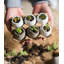 Minturn Handmade Pot Planter
