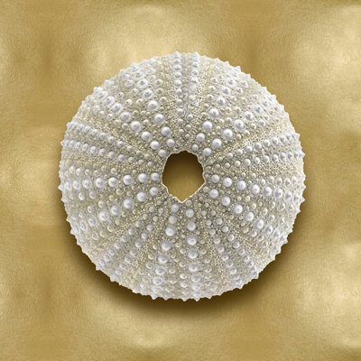 " Ocean Gem On Gold V " by Caroline Kelly