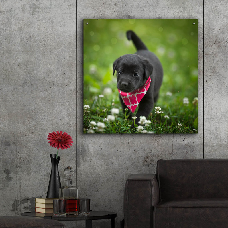 «Black Lab Pup 3» par Jonathan Ross, H 36 po x l 36 po x P 0,2 po