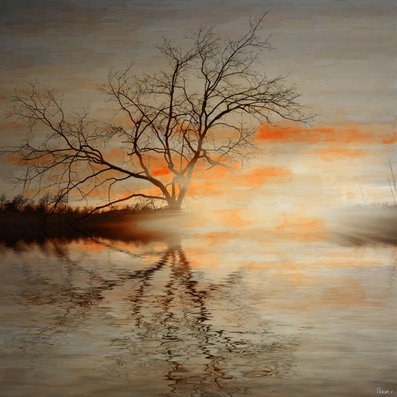 Parvez Taj - Wrapped Canvas Print, 45cm H x 45cm W