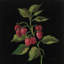 Framboise par Silvia Vassileva - estampe numérique sur toile tendue avec châssis-20828122-73146184-73146175