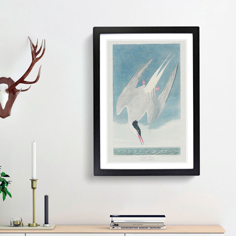 Arctic Tern by John Audubon - Single Picture Frame Painting, 33cm H x 24cm W x 2cm D, Black Framed