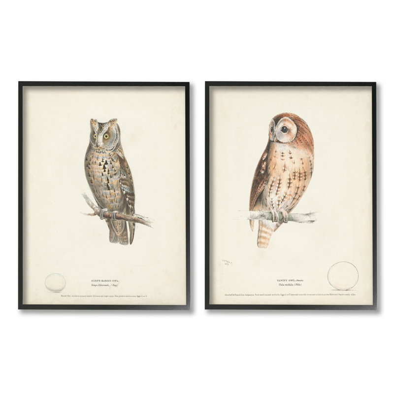 Owl Breeds, H 20 po x l 16 po x P 1,5 po, Giclée encadrée noir minuit