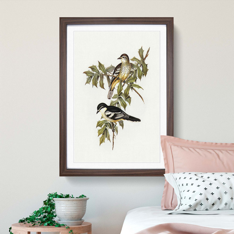 Northern Cuckooshrike by Elizabeth Gould - Framed Print, 48cm H x 36cm W x 2cm D, Walnut Framed