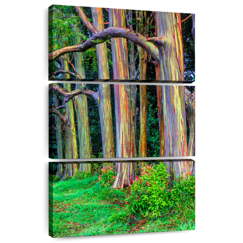Maui Rainbow Eucalyptus Trees, H 32" x l 20"