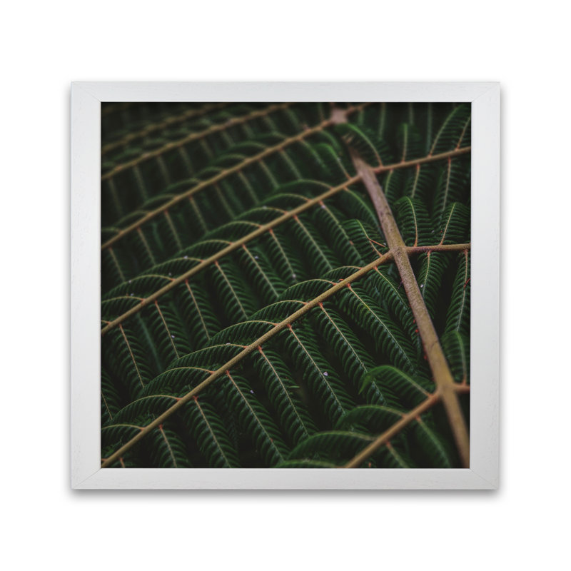 Fern 4 by Nur Mut - Single Picture Frame Print, 60 cm H x 60 cm W, White