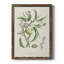 Antique Ammond Botanical IV, reproduction d'art sur toile-88381035-88381034