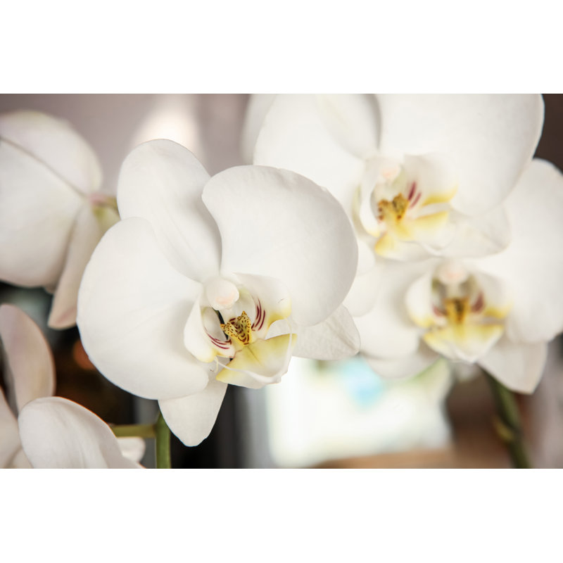 Orchidée blanche avec chemin de détourage par Coral222, H 24 po x l 36 po