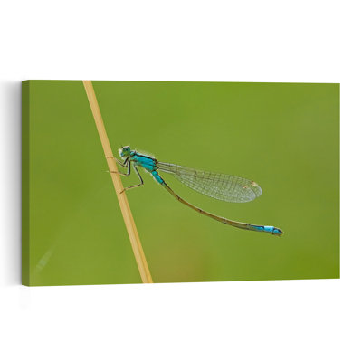 Libellule bleue sur fond vert, délicate, sereine et vibrante, impression d'art mural représentant un animal naturel