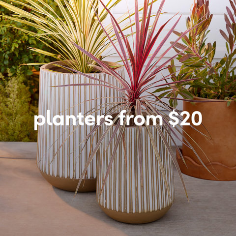 Two white and tan vertically-striped ceramic planters containing red and green spiky plants from $20.