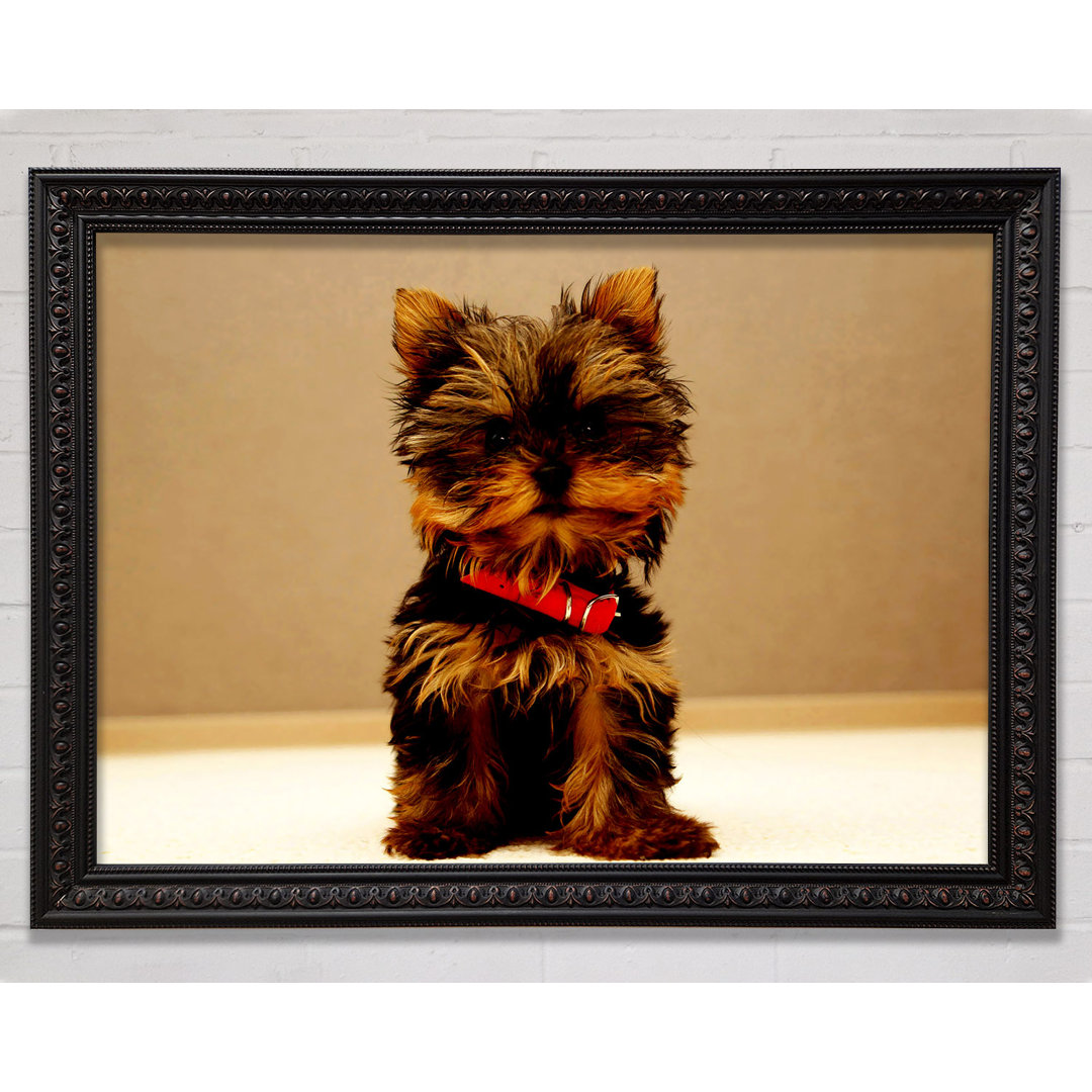 Yorkshire Terrier Welpe - Einzelner Bilderrahmen Kunstdrucke