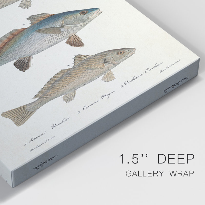 " Species Of Antique Fish III " 3 - Pieces, 36" H x 72" W x 1" D