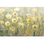 «Summer in Bloom I» par Timothy O 'Toole, reproduction d'art sur toile tendue-826536464-935074547-935074508