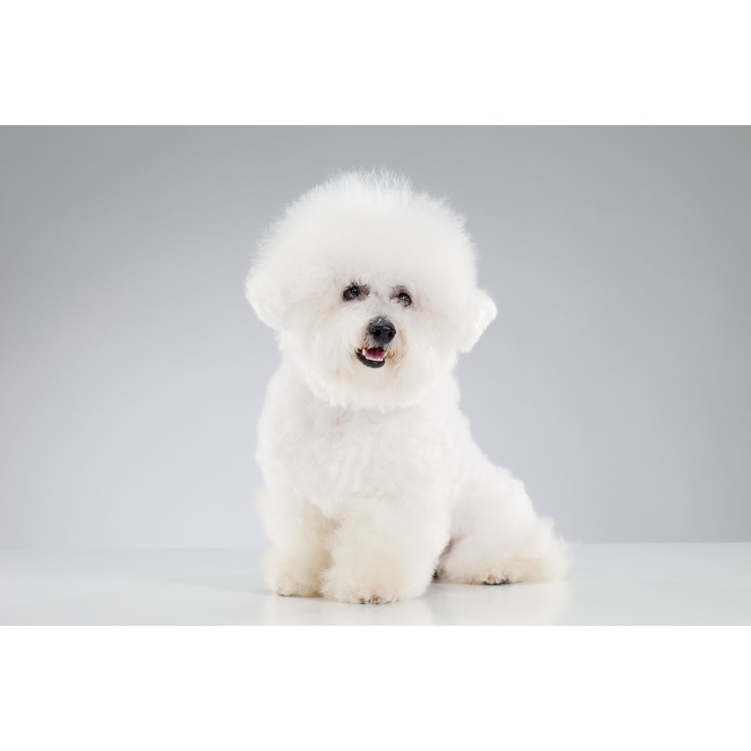 Hund Bichon Pommes