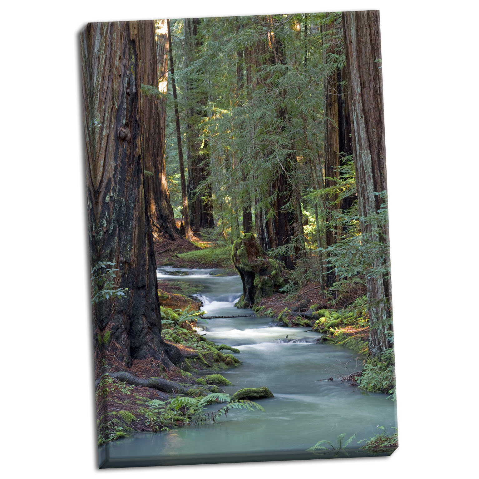 Millwood Pines 'Redwood Forest IV' Photographic Print on Wrapped Canvas ...