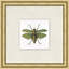 Flying Specimen 2 Print by Lillian August