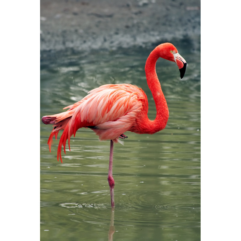 Flamingo by Gimbat - Wrapped Canvas Print, 76cm H x 51cm W