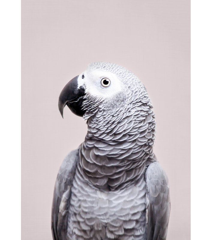 African, 91.44cm H x 60.96cm W