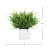 Grass Arranged in Square Planter